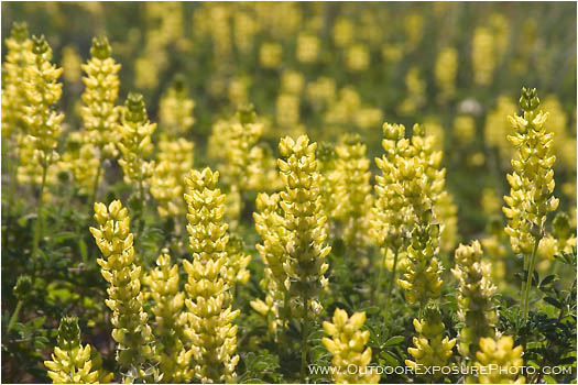 Royalty Free Stock Photo: Yellow Lupine