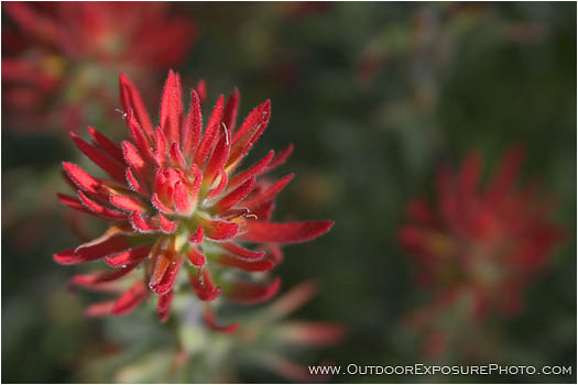 Rights Managed Stock Photo: Paintbrush