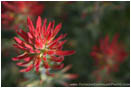 Rights Managed Stock Photo: Paintbrush