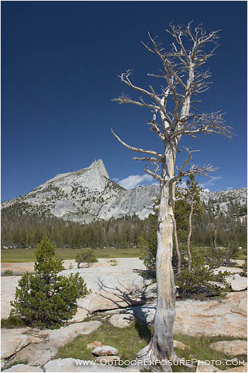 Cathedral Peak And Tree Stock Image Yosemite, California