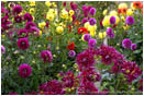 Print: Dahlia Garden