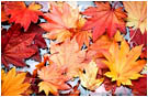 Fall's Facade Stock Image
