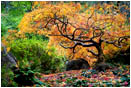 Rights Managed Stock Photo: Banzai Maple