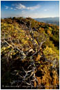 Print: Table Rock Manzanita