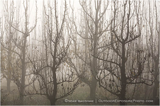 Print: Ghost Orchard