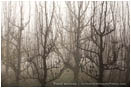 Print: Ghost Orchard