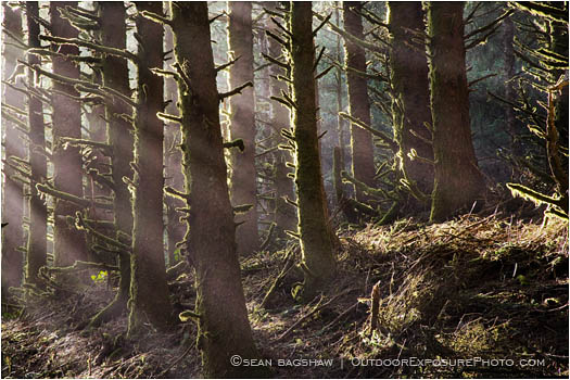 Rights Managed Stock Photo: Deep Forest