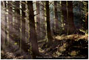 Rights Managed Stock Photo: Deep Forest