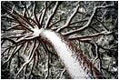 Print: Snow Pine