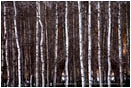 Print: Repeated