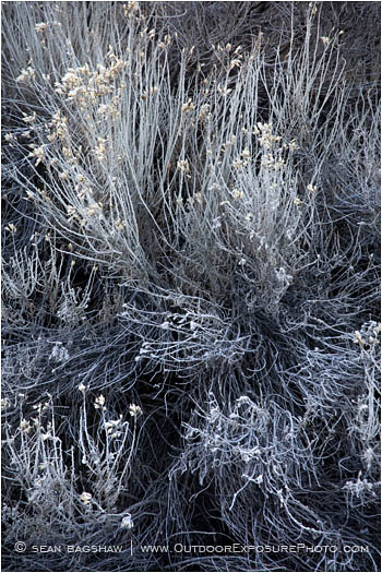 Print: Frost and Shadow