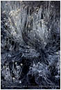 Print: Frost and Shadow