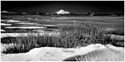 Print: Tulelake