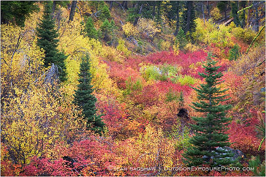 Royalty Free Stock Photo: Fall Ground Cover 2