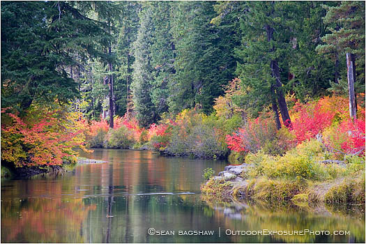 Royalty Free Stock Photo: Vine Maple Along The Rogue River