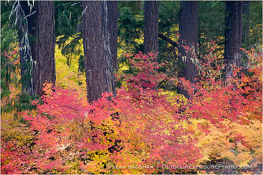 Royalty Free Stock Photo: Vine Maple Along The Rogue River 3