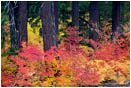 Royalty Free Stock Photo: Vine Maple Along The Rogue River 3