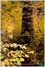 Royalty Free Stock Photo: Vine Maple Along The Rogue River 4