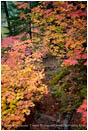 Royalty Free Stock Photo: Vine Maple Along The Rogue River 5