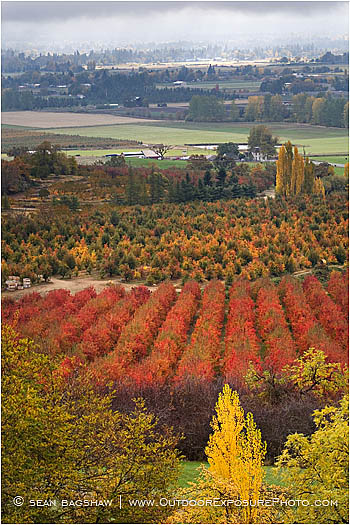 Royalty Free Stock Photo: Rogue Valley Orchards In Fall 2