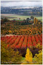 Royalty Free Stock Photo: Rogue Valley Orchards In Fall 2