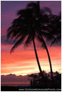 Rights Managed Stock Photo: Palms at Sunset
