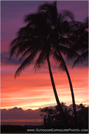 Print: Palms at Sunset
