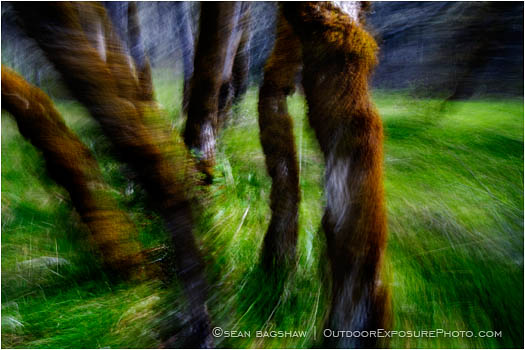 Rights Managed Stock Photo: Griffin's Dream II