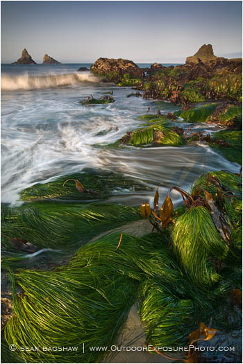 Print: Spring Tide