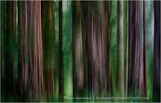 Rights Managed Stock Photo: Grove Of Shadow And Light