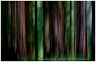 Rights Managed Stock Photo: Grove Of Shadow And Light