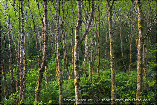 Rights Managed Stock Photo: Alder Forest