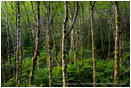 Rights Managed Stock Photo: Alder Forest