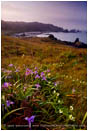 Rights Managed Stock Photo: Iris At Lone Ranch