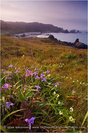 Print: Iris At Lone Ranch
