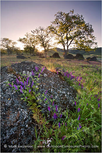 Rights Managed Stock Photo: Morning Vetch
