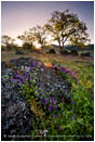 Rights Managed Stock Photo: Morning Vetch