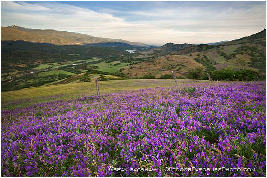 Print: Spring On The Greensprings I