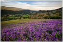 Print: Spring On The Greensprings I