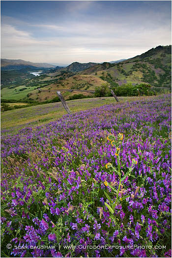 Rights Managed Stock Photo: Spring On The Greensprings II