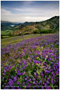 Print: Spring On The Greensprings II