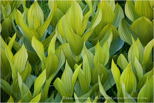 Rights Managed Stock Photo: Corn Lily Dance