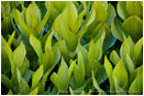 Print: Corn Lily Dance