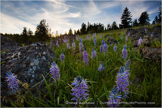 Rights Managed Stock Photo: Evening Camas