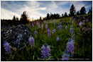 Print: Evening Camas