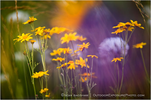 Rights Managed Stock Photo: Rite of Spring I