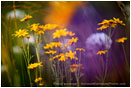 Rights Managed Stock Photo: Rite of Spring I