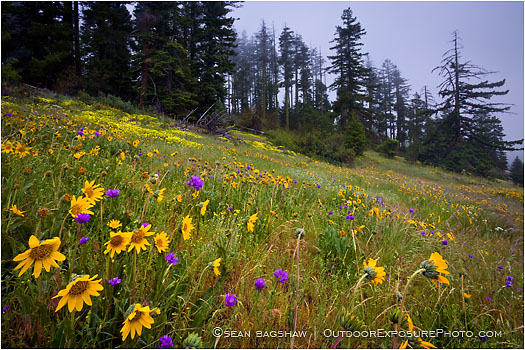 Rights Managed Stock Photo: Wildflowers in Summer Mist