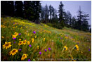 Rights Managed Stock Photo: Wildflowers in Summer Mist