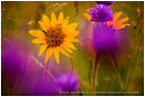 Rights Managed Stock Photo: Rite of Spring II